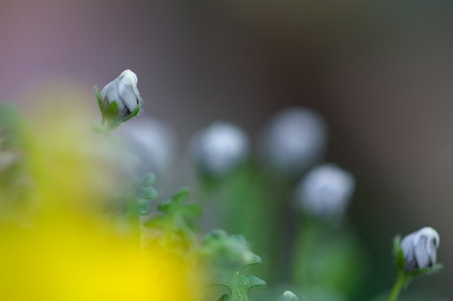 まだまだ蕾