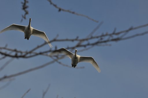 白鳥の視線を感じました。