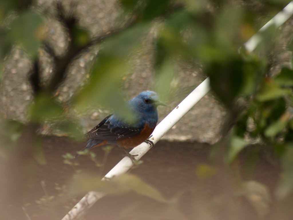 野鳥