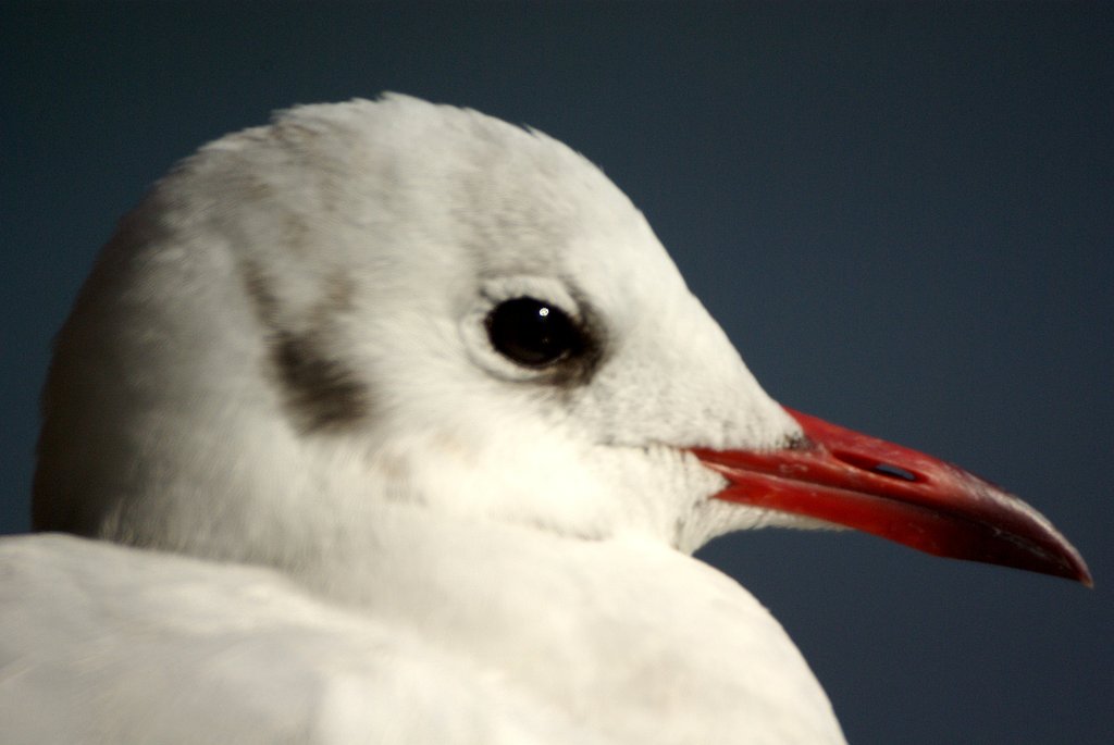 望遠