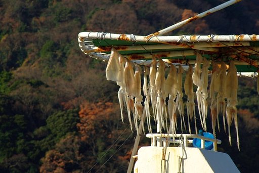 水揚げの前に