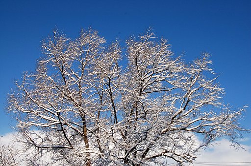 雪の花