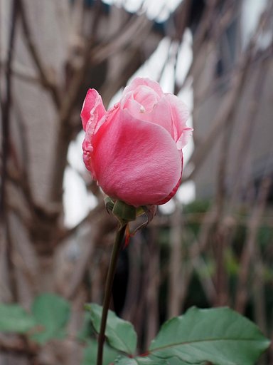 寒いからこそ美しく咲く薔薇一輪