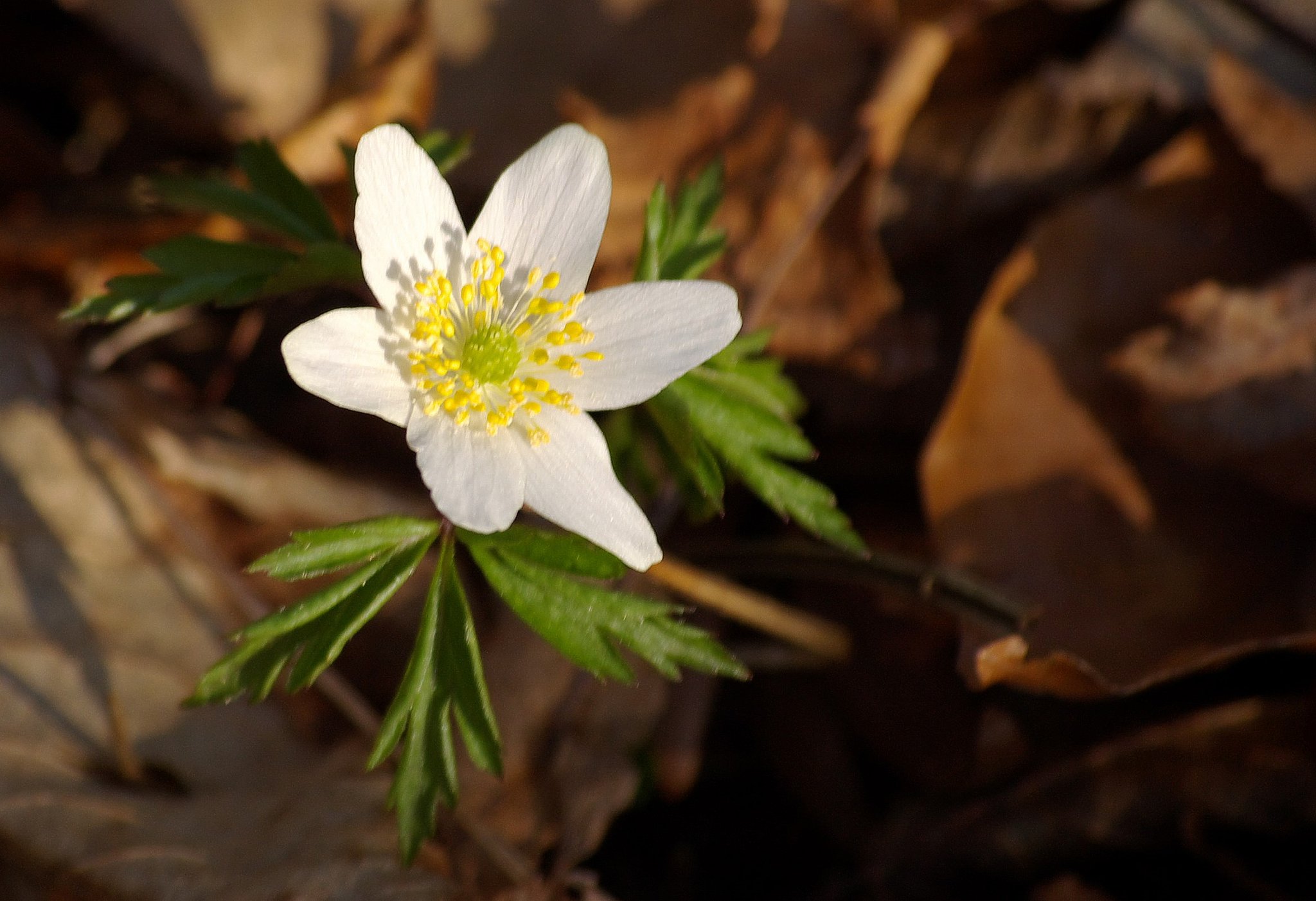 Is already spring flowerets.