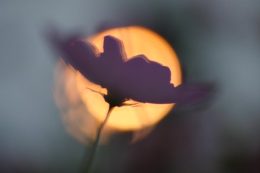 朧
