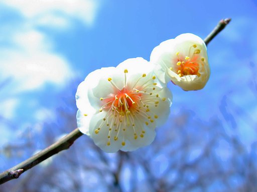白梅・・・