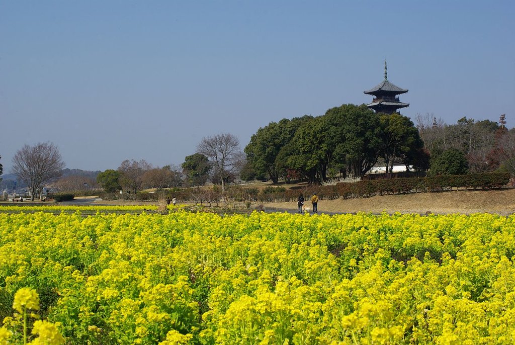 菜の花畑