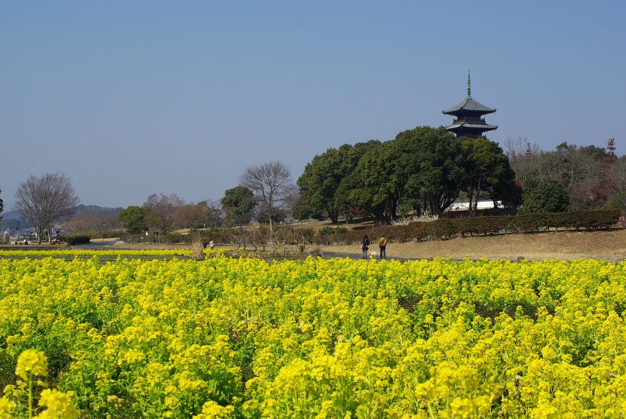 菜の花畑