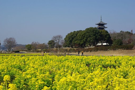菜の花畑