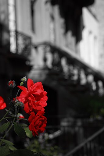 ウエスト再度の薔薇