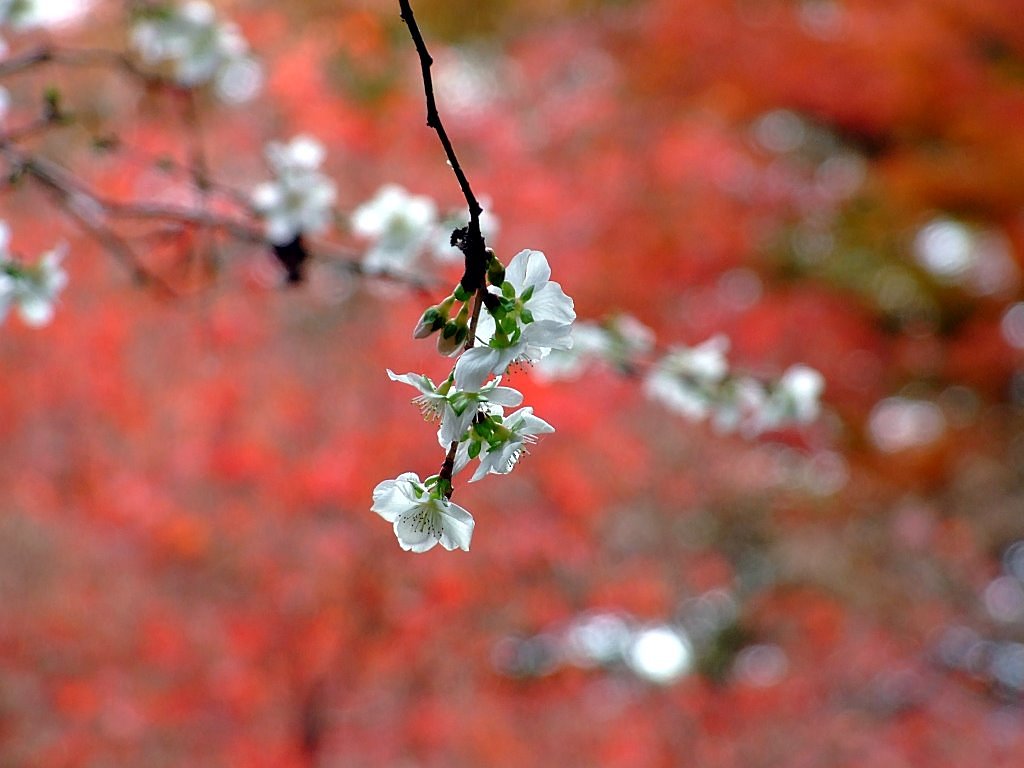 桜と紅葉