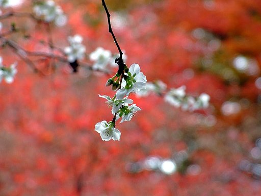 桜と紅葉