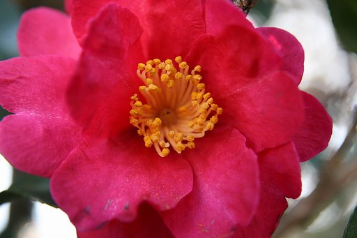 マクロ撮影の花