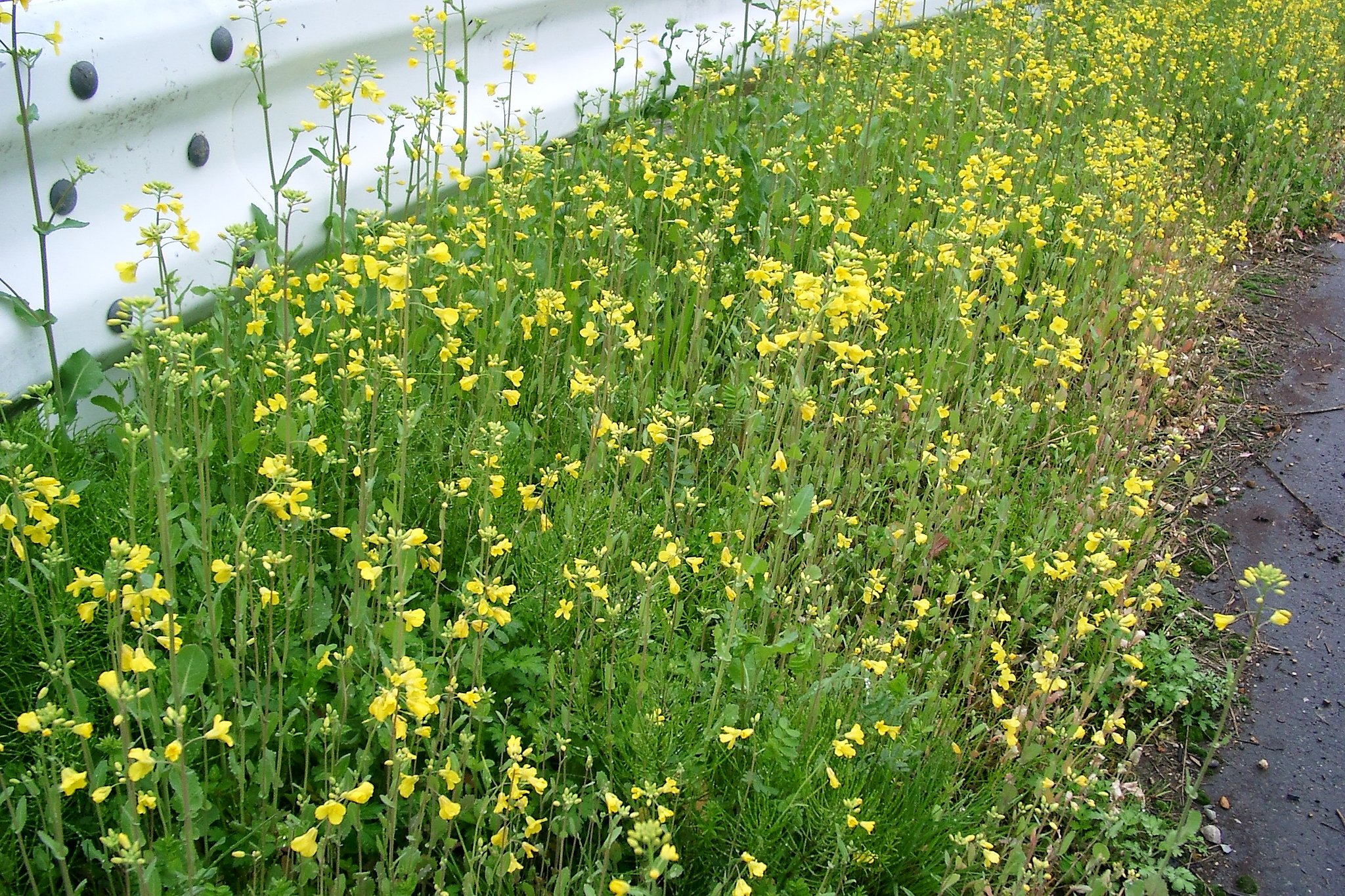 農道に植えた菜種