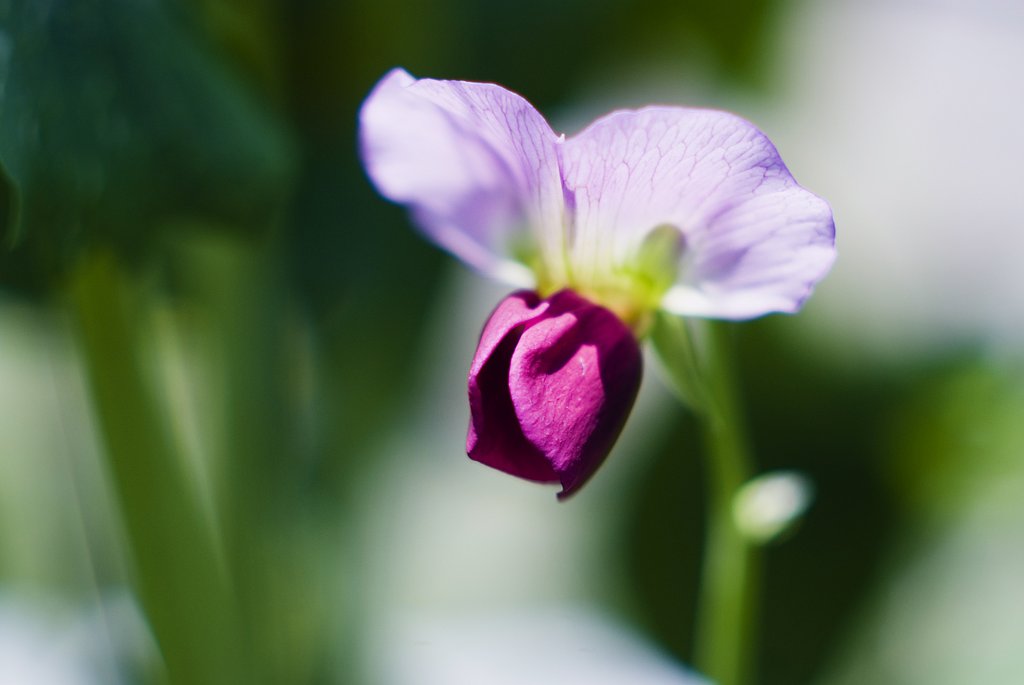 BIOMETAR MC80/2.8　ペンタコンシックス用