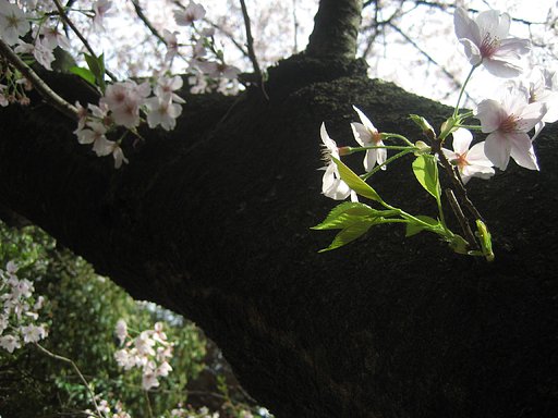 【緑】若葉とともに