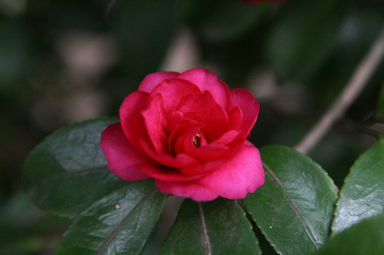朝の花