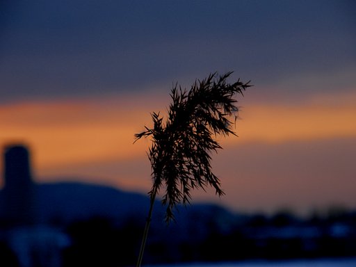 一株の草