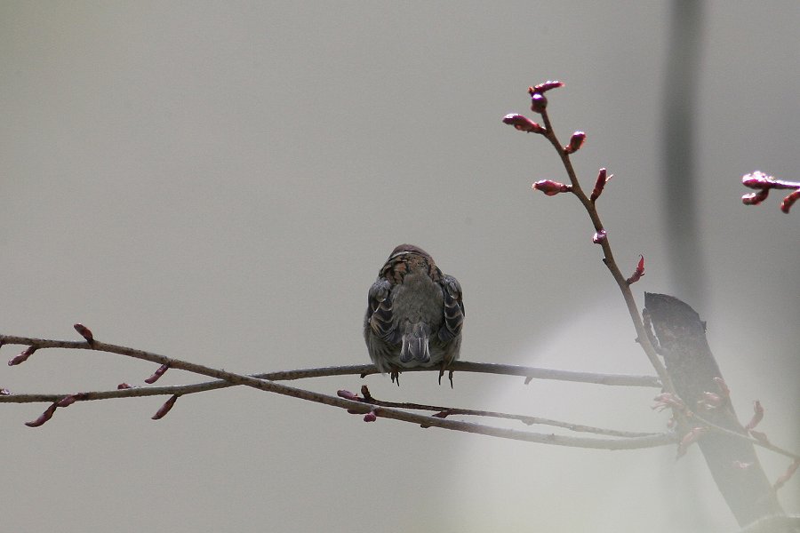 春はまだかな…