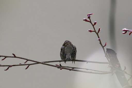 春はまだかな…