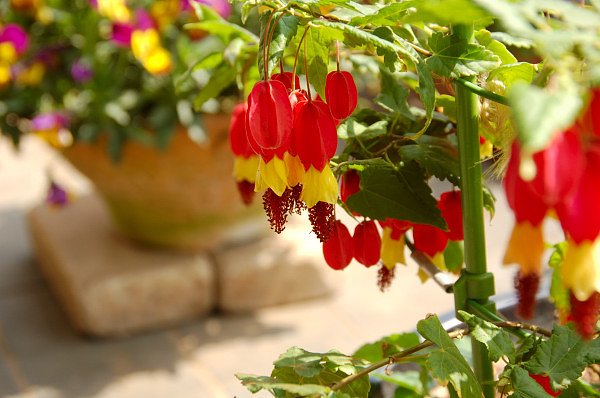 abutilon