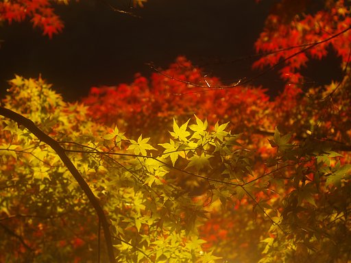 【記】録　２００７年度の紅葉