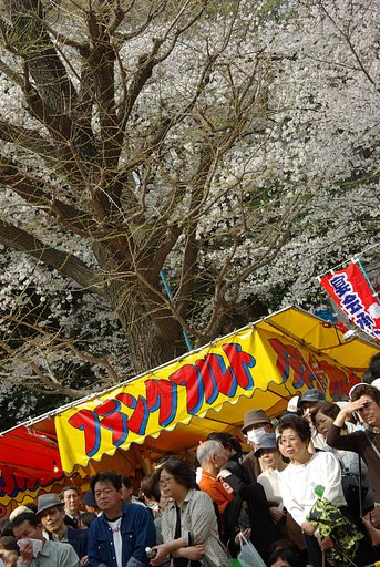 『赤』靖国の花見