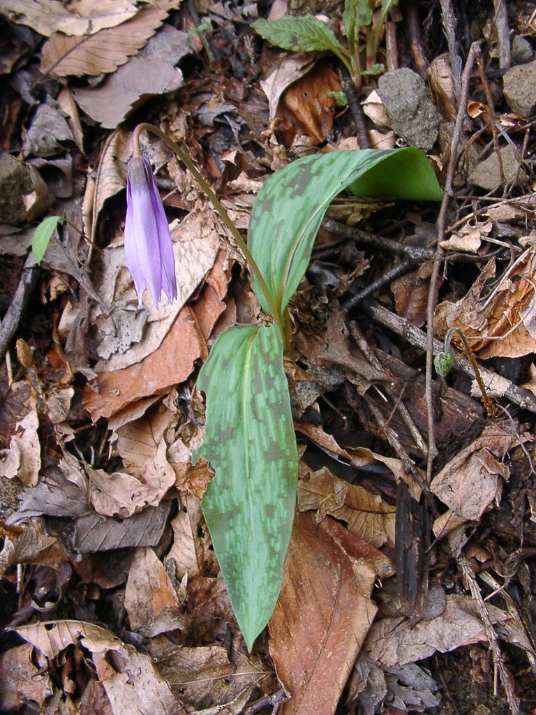 奥山に自生のカタクリの花