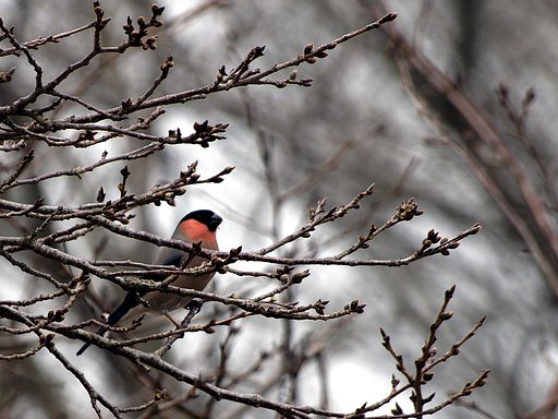 3月13日の写真