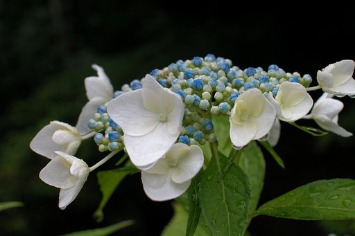 紫陽花