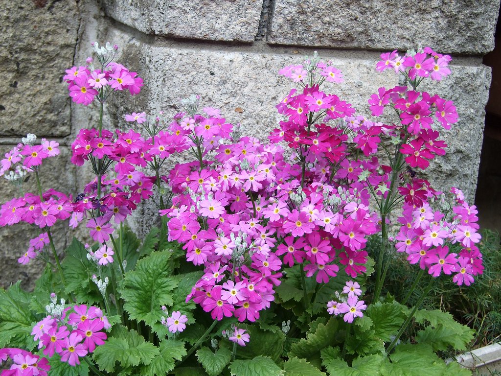 庭に咲く花