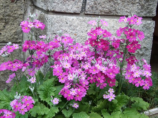 庭に咲く花