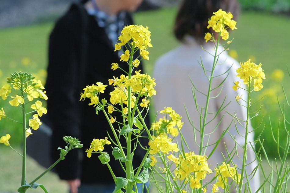 菜の花ロマンス
