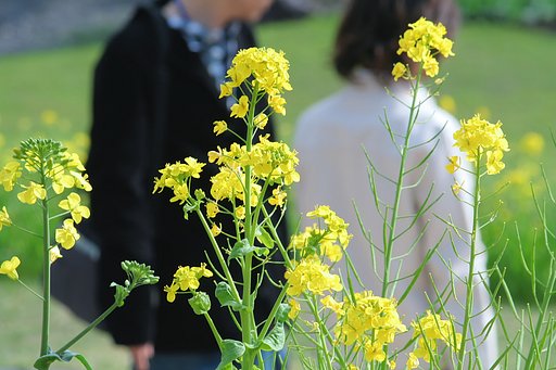 菜の花ロマンス
