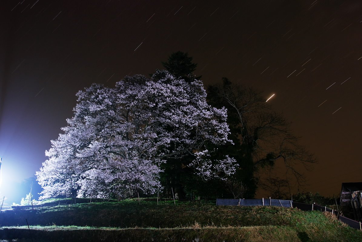 穴場？な桜