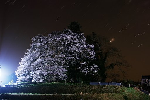 穴場？な桜