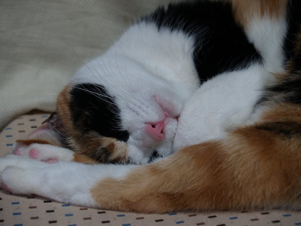 三毛猫