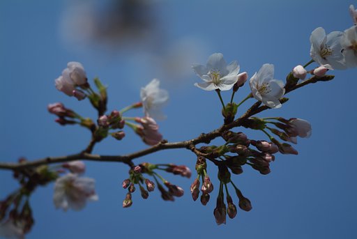 咲きたての桜