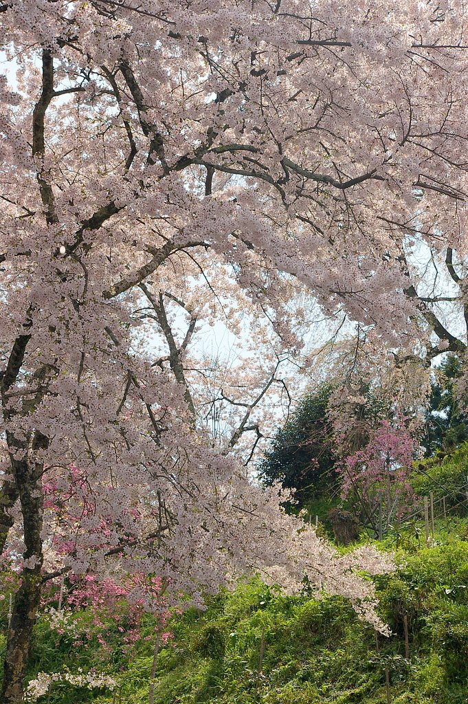 桜