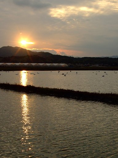 白鳥の