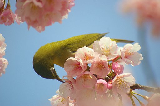 メジロのお花見