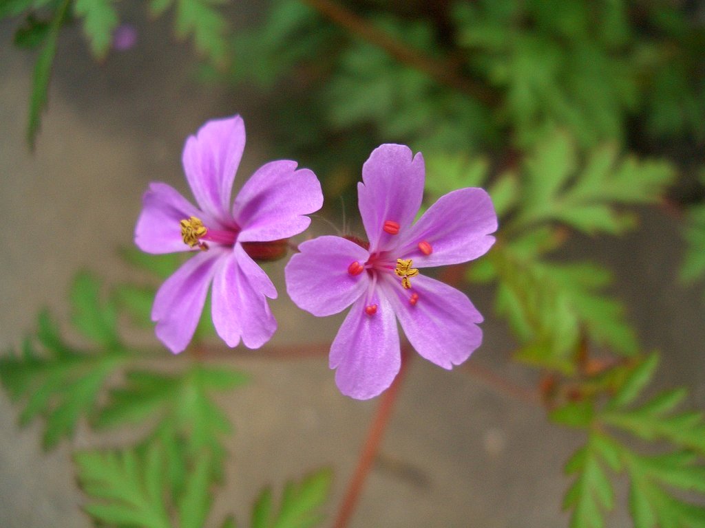 この花名は？