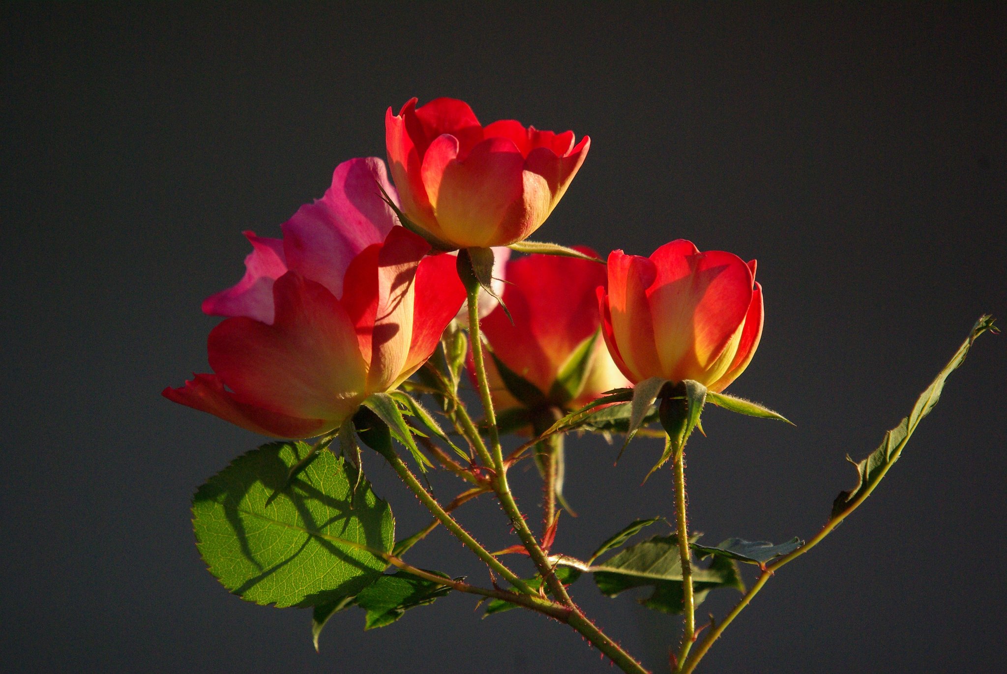 薔薇だぁ…