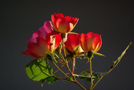 薔薇だぁ…
