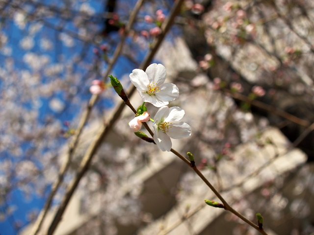 桜通信１