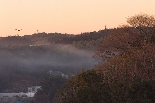 朝日に向かって飛ぶ