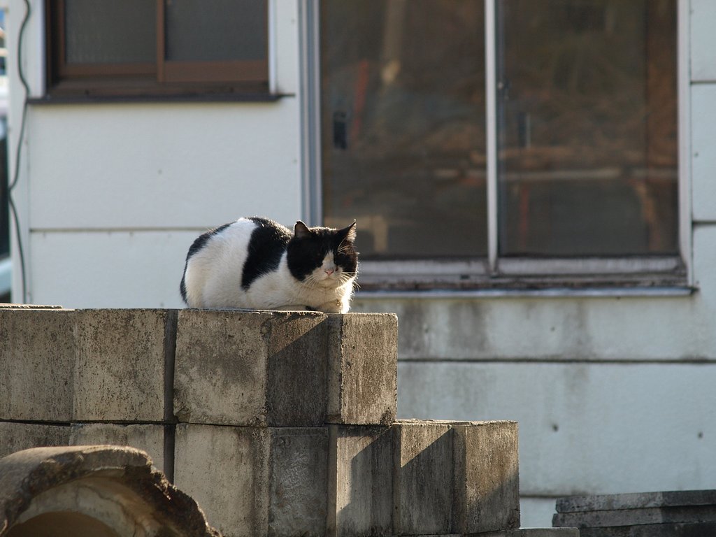陽だまりネコ