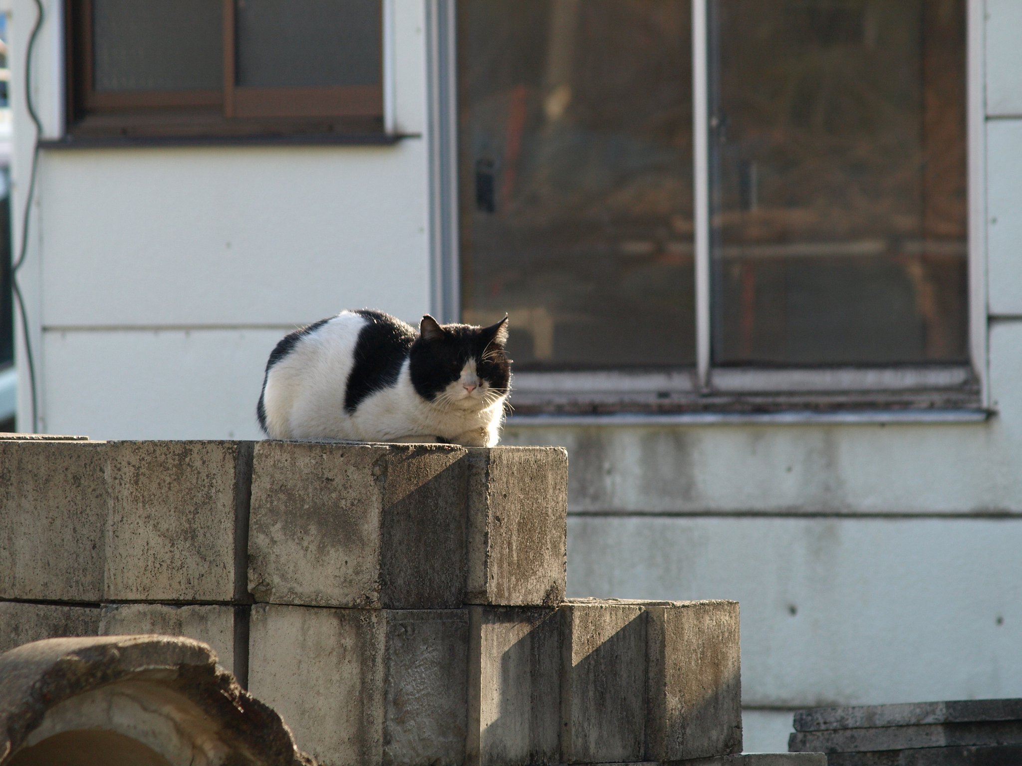 陽だまりネコ