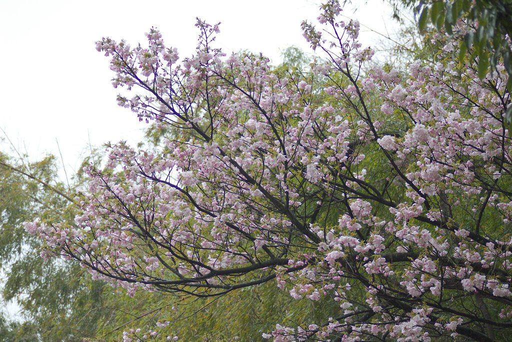 山裾の竹やぶと林の間に咲いた八重桜