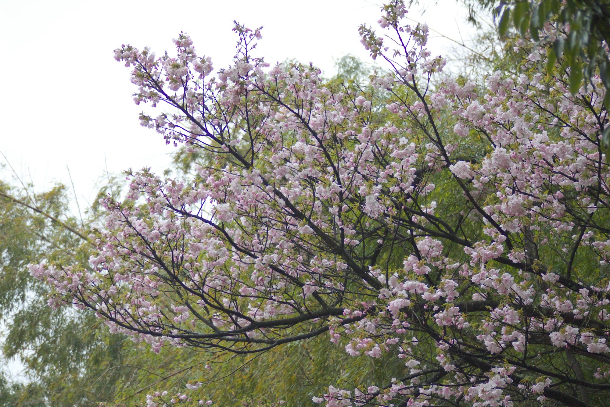 山裾の竹やぶと林の間に咲いた八重桜